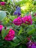 Vivid rose photo