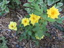 Sweet Diana rose photo