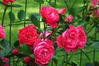 Haka™ rose photo