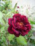 Burgundy Rambler rose photo
