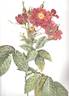 L'Heritieranea rose photo
