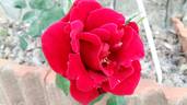Pironti Tournedos rose photo