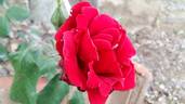 Pironti Tournedos rose photo