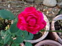 Betty Curry rose photo