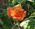 Bronze Sunset rose photo