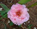 Geisha rose photo