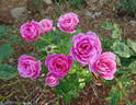 Gemma rose photo