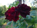 Kuroshinju rose photo
