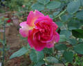 La Passionata rose photo