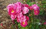 Rotraut rose photo