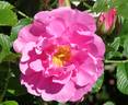 Jens Munk rose photo
