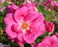 Frontenac rose photo