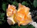 Barbara Hendricks rose photo