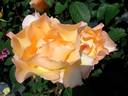 Barbara Hendricks rose photo