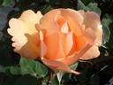 Barbara Hendricks rose photo