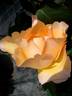 Barbara Hendricks rose photo