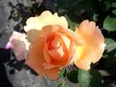 Barbara Hendricks rose photo