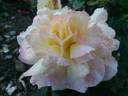 Smooth Queen ™ rose photo