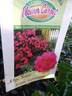 Flower Carpet Pink Supreme rose photo