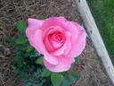 Babies Blush rose photo