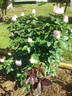 Marlon's Day rose photo