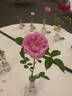 Mrs. F. W. Sanford rose photo