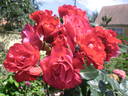 Negresco rose photo