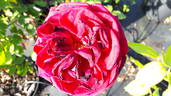 Rosa Ševčenko rose photo