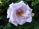 Tarde Gris rose photo