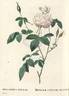 <i>Rosa indica subalba</i> Thory rose photo