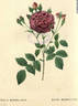 Bobelina rose photo