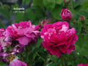 Arlequin rose photo