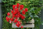 Heidefeuer rose photo