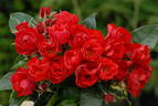 Heidefeuer rose photo