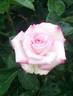 First Choice rose photo