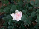 Leading Lady ™ rose photo