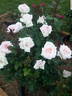 Leading Lady ™ rose photo