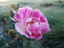 Incantation rose photo