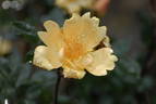 Humphrey's Rose rose photo