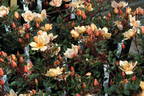 Humphrey's Rose rose photo