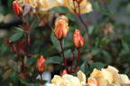 Humphrey's Rose rose photo