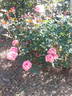 Pierrine rose photo