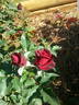 Cooper rose photo