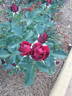 Cooper rose photo
