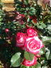 Regina Lee rose photo