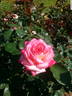 Regina Lee rose photo