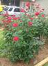 Let Freedom Ring ™ rose photo
