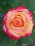 Conundrum ™ rose photo