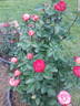 Conundrum ™ rose photo