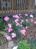 Pink Knock Out rose photo